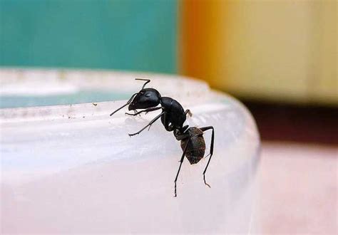 家裡有黑螞蟻 風水 贵人
